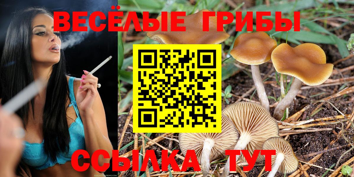 Псилоцибиновые грибы Cubensis Славгород